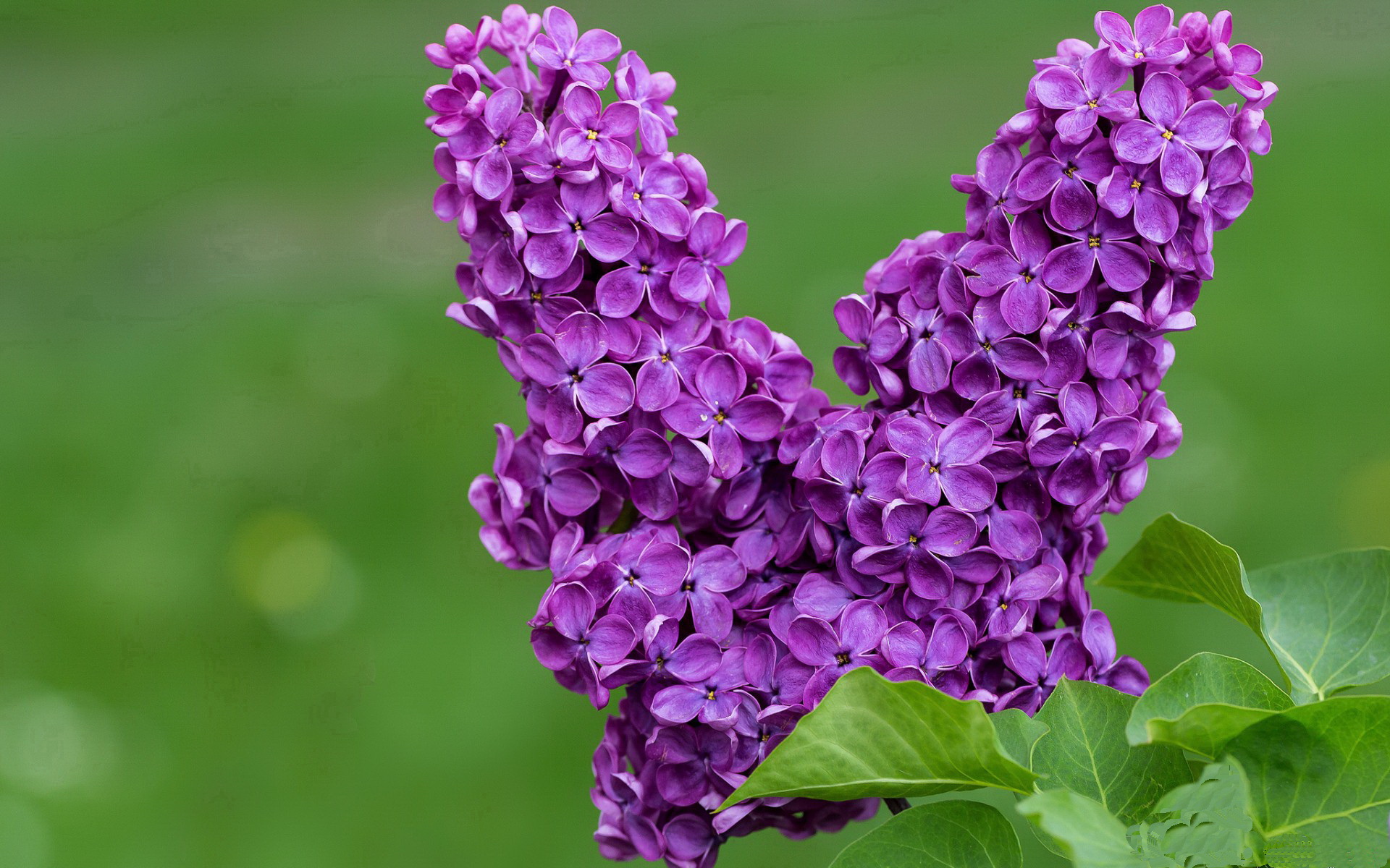 从复仇到觉醒,辛杜一锤定音背后的唯一性