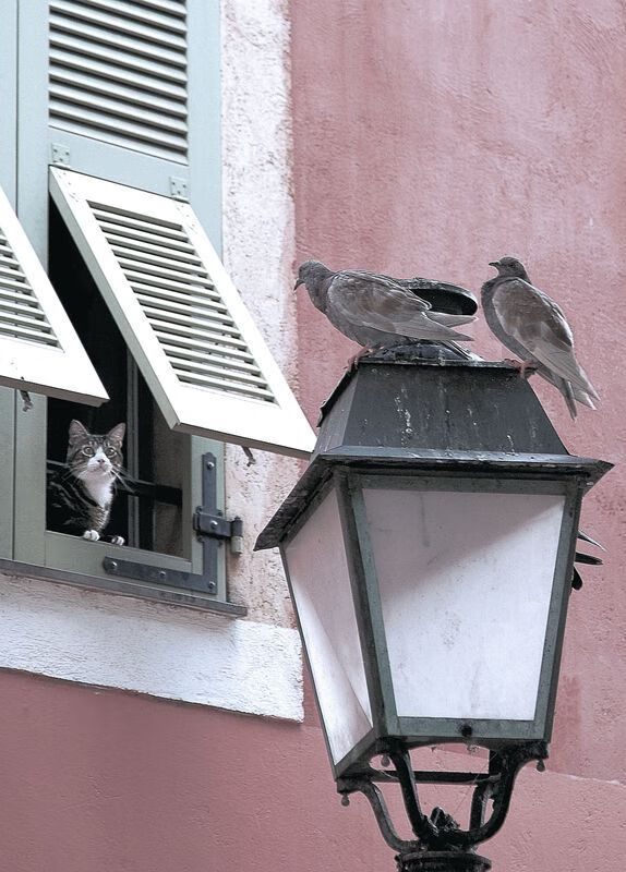 勒克莱尔临危受命领军红牛二队，奇迹之夜轻取法拉利夺胜