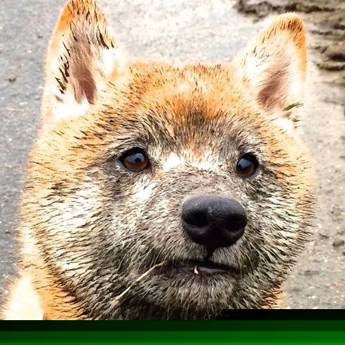 爱游戏大厅-草根逆袭！红牛二队鏖战法拉利，皮亚斯特里关键制胜改写格局