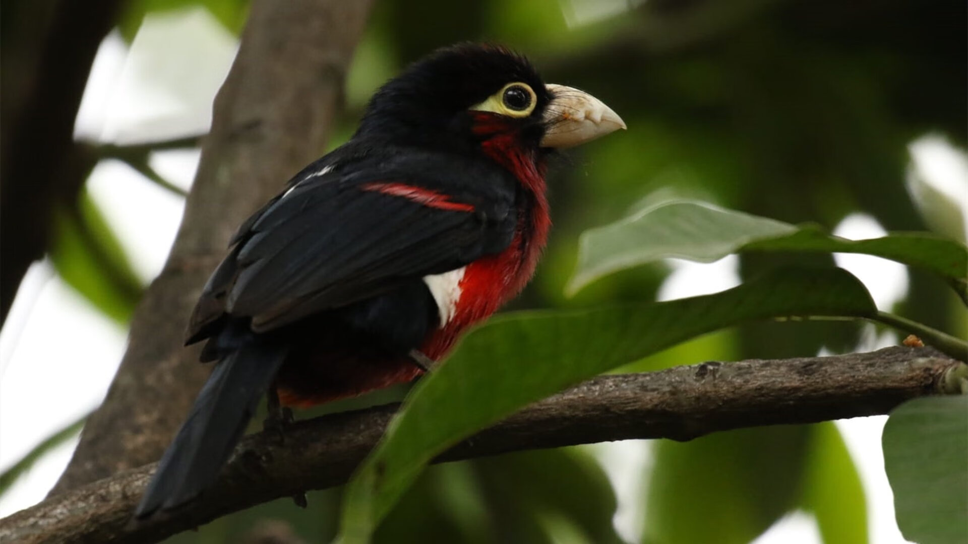 爱游戏APP-赤焰南征，阿克一箭定乾坤，毕尔巴鄂的安哥拉制霸之夜