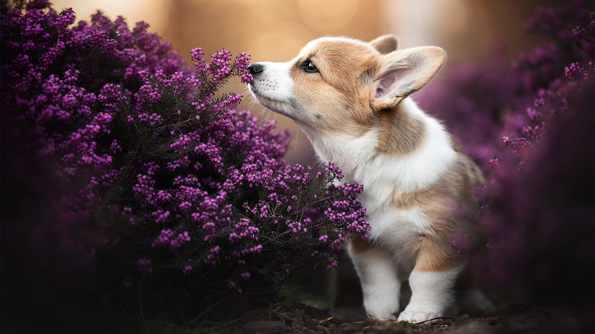破晓盐湖城，当大场面先生恩比德在虚构的冰与火中对决时