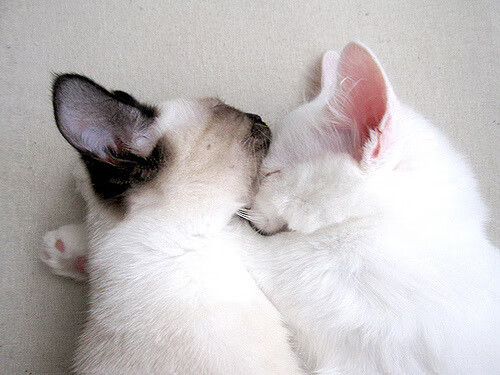 拨开云雾见星光，米切尔在焦点战证明自己，步行者击溃魔术