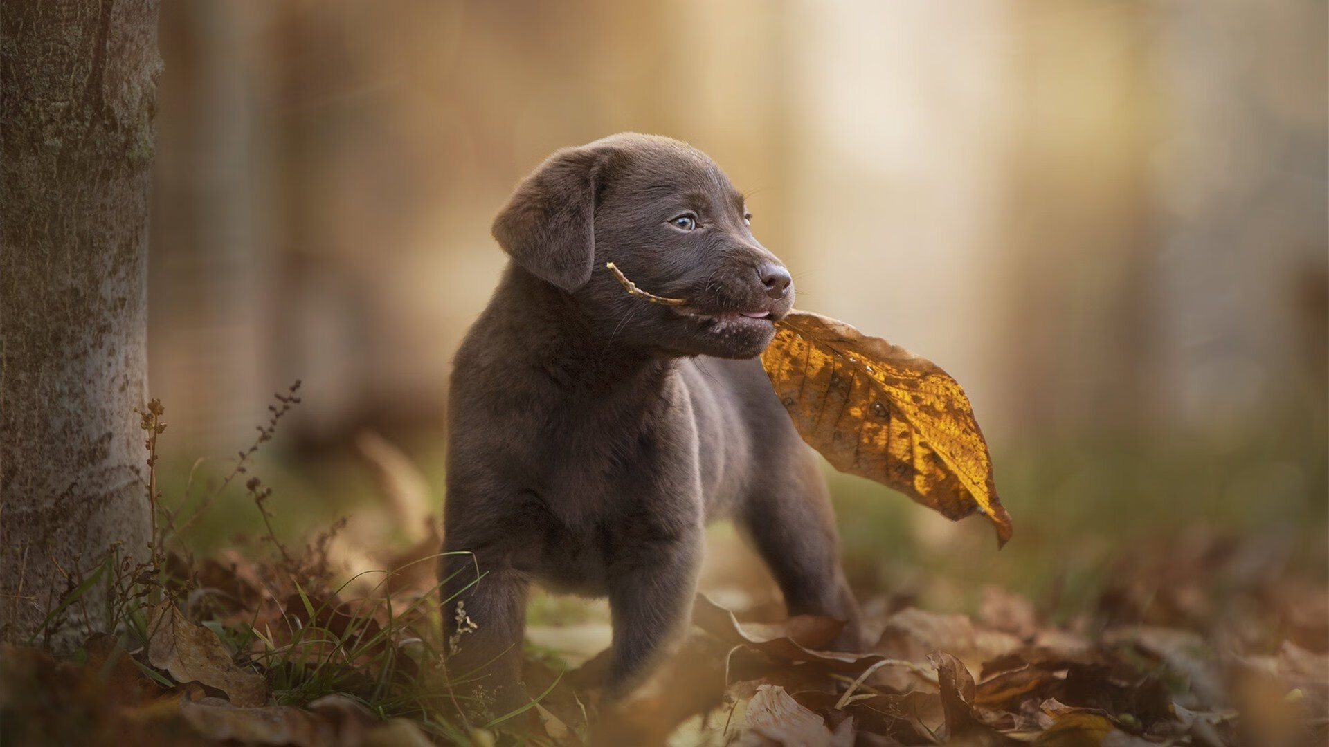 贝蒂斯封锁克罗地亚铁壁,卡马文加一剑封喉改写战局