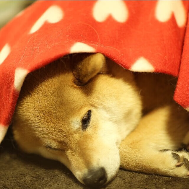 当剑与盾狭路相逢,恩比德以磐石之姿,为华丽对决写下铁血注脚