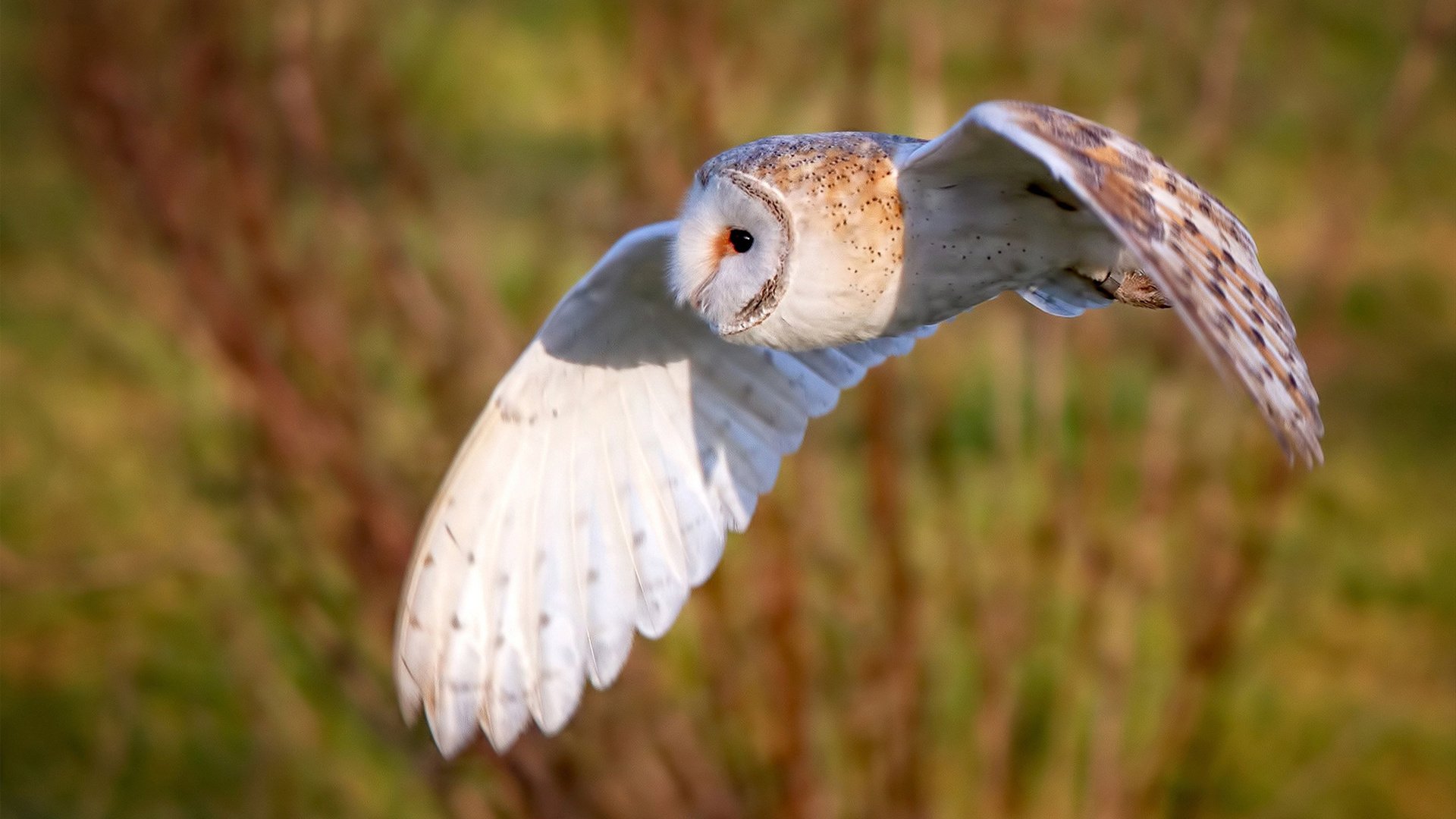 红白风暴撕裂欧洲红魔,摩纳哥生死战改写世界排名版图