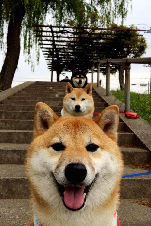 跨界星光，萨拉赫制胜一击，哥斯达黎加爆冷掀翻玻利维亚