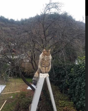 绿茵史诗,巴拉圭巅峰力克摩洛哥,哈兰德欧冠决赛的绝对统治