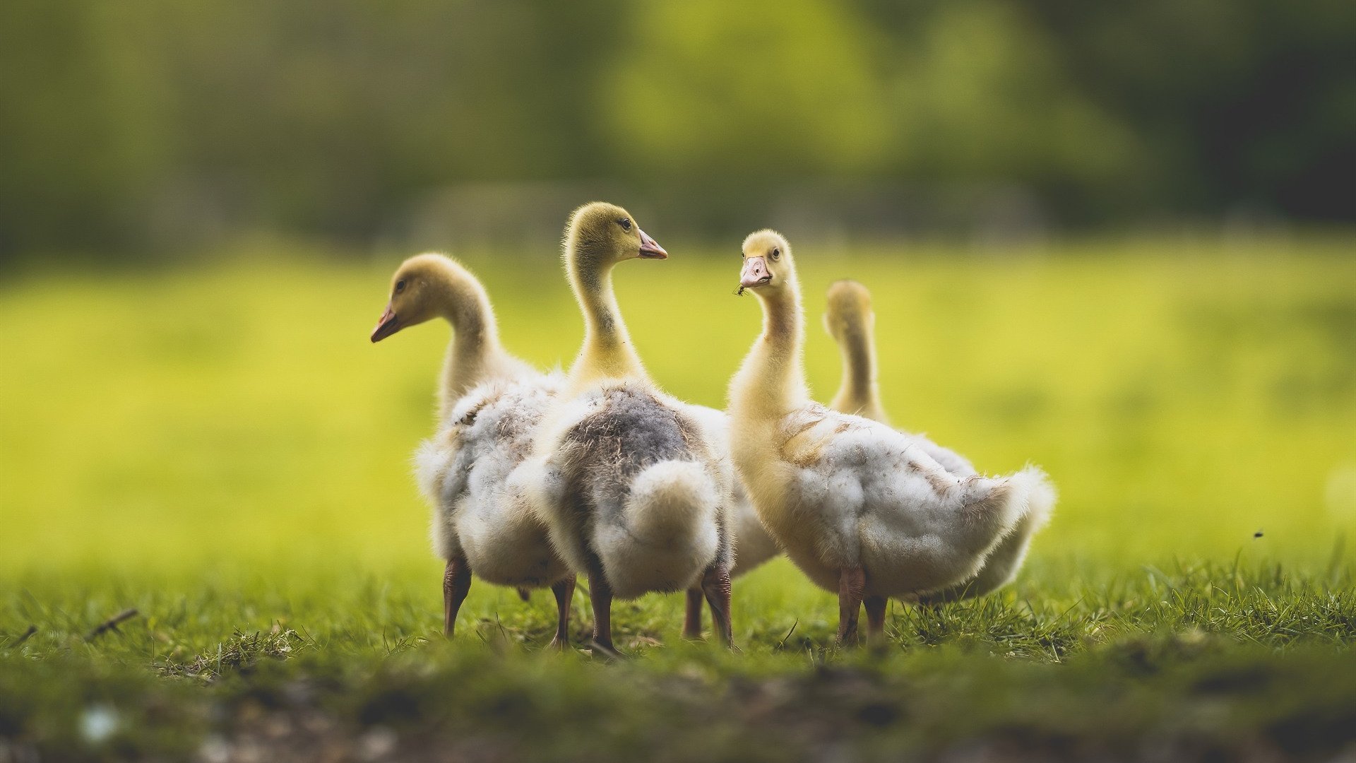 那一夜，马德里见证了星辰的秩序，当萨内不再只是萨内