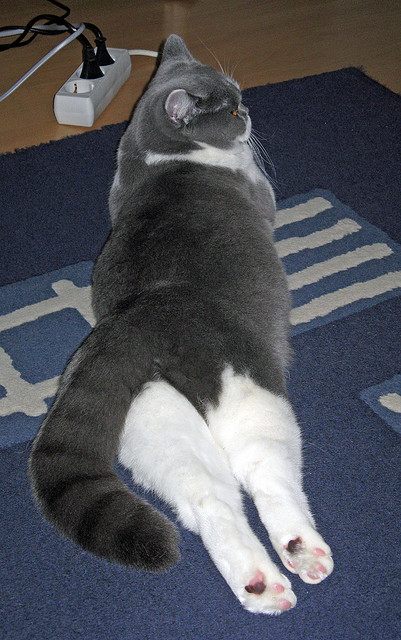 布伦森50分神迹！公牛绝杀广厦背后的篮球哲学