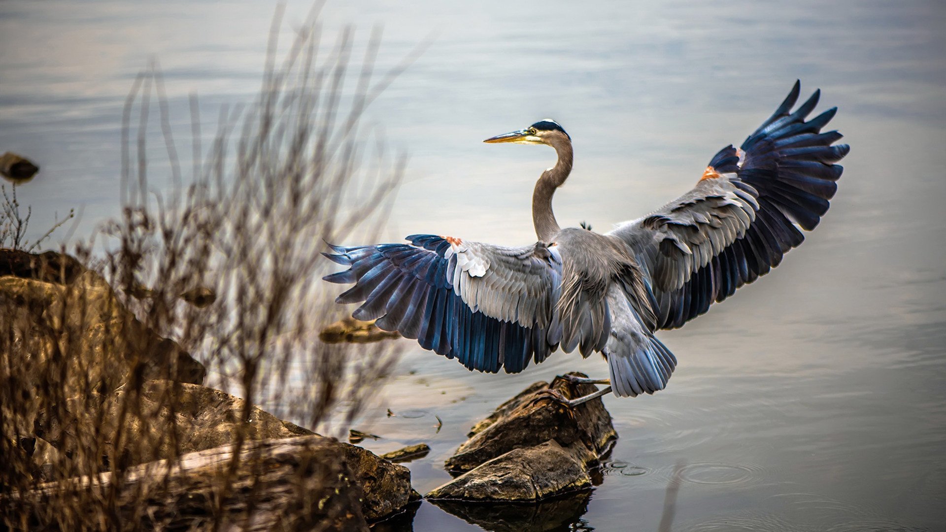 布伦森50分神迹！公牛绝杀广厦背后的篮球哲学