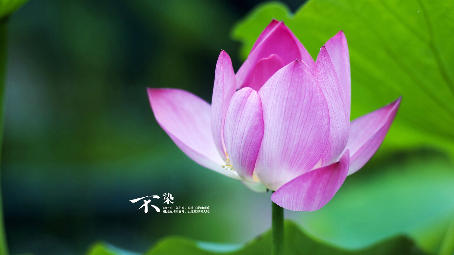 绿茵双雄会，德甲争冠的战术博弈与哥斯达黎加爱尔兰的鏖战启示