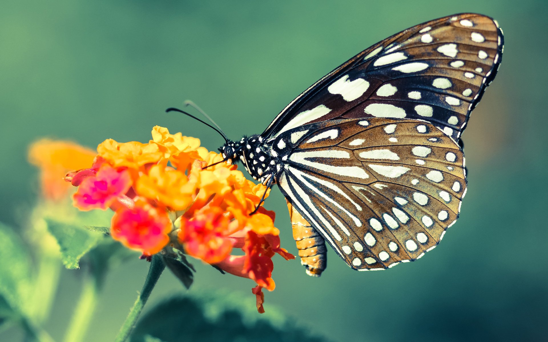 绿茵场与篮球馆的共鸣，德甲争冠战与太阳力克雄鹿的胜利哲学
