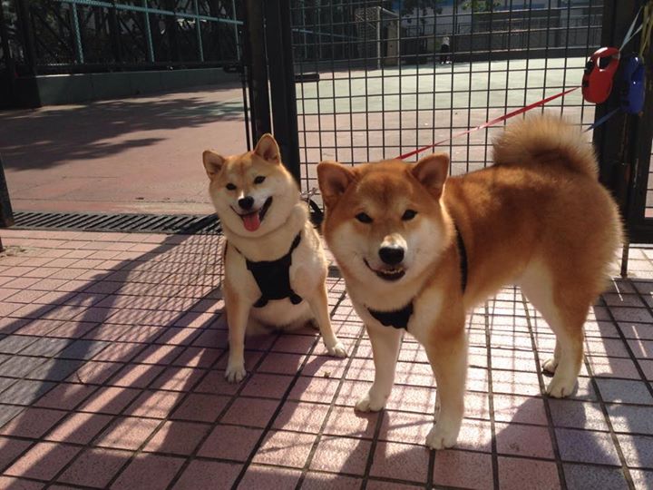 铁血绞索下的华彩乐章，杰伦·格林如何用无解单打为76人改写历史？