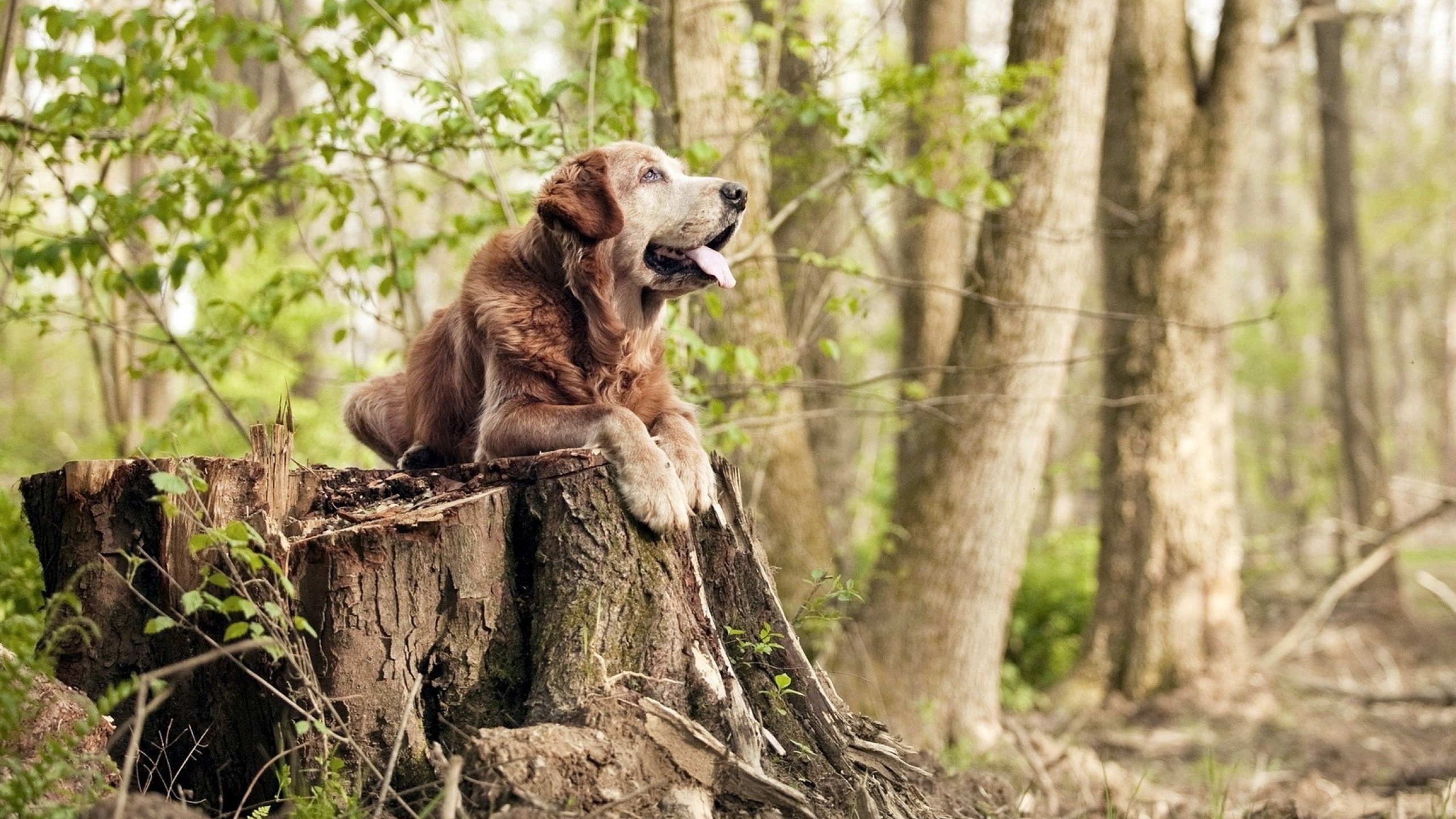 希腊神话续写欧冠！久保建英一剑封喉，正面击溃不可一世的曼城巨舰
