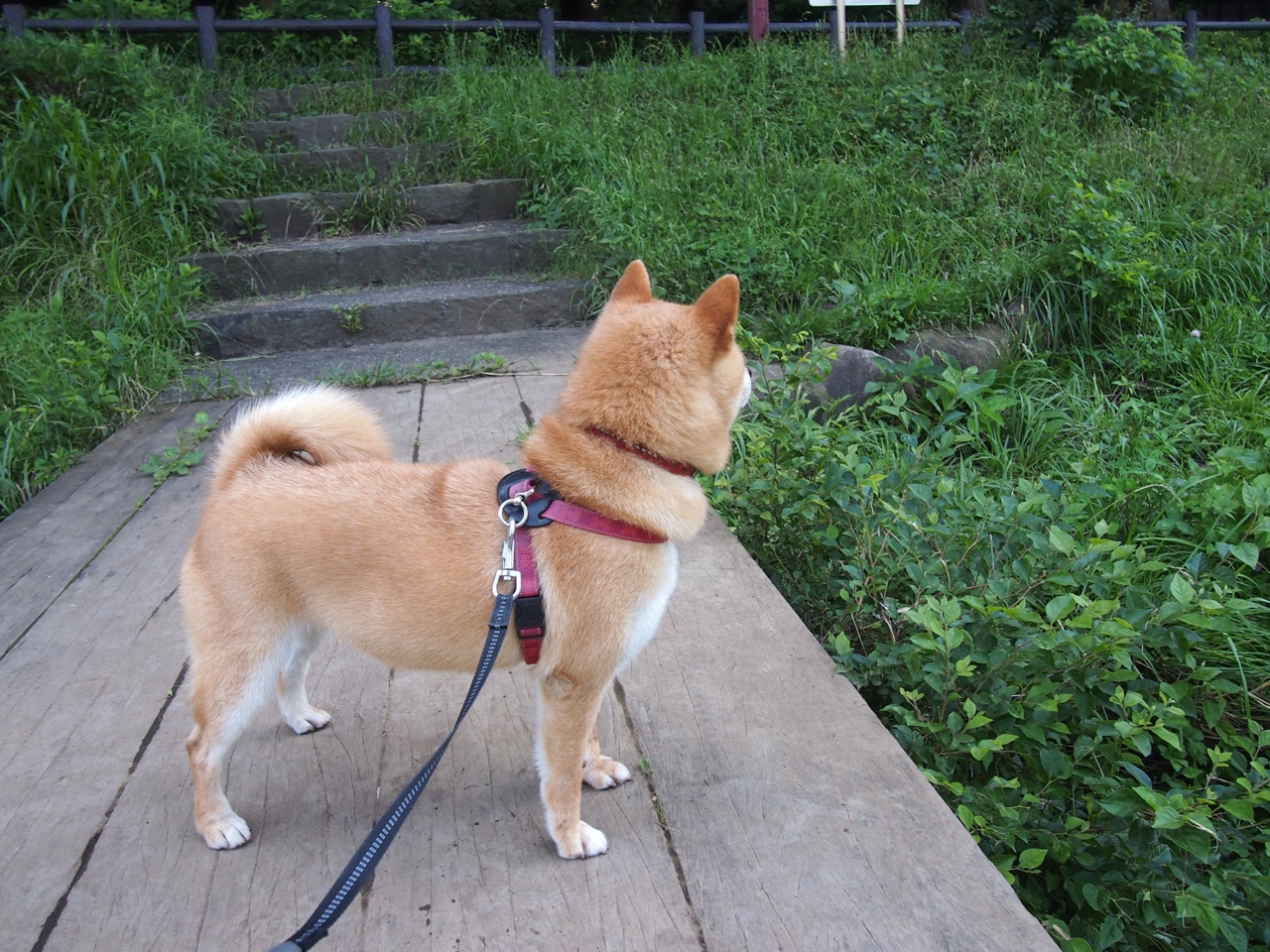 塔图姆统治攻防，撕裂太阳防线，封锁魔术天空