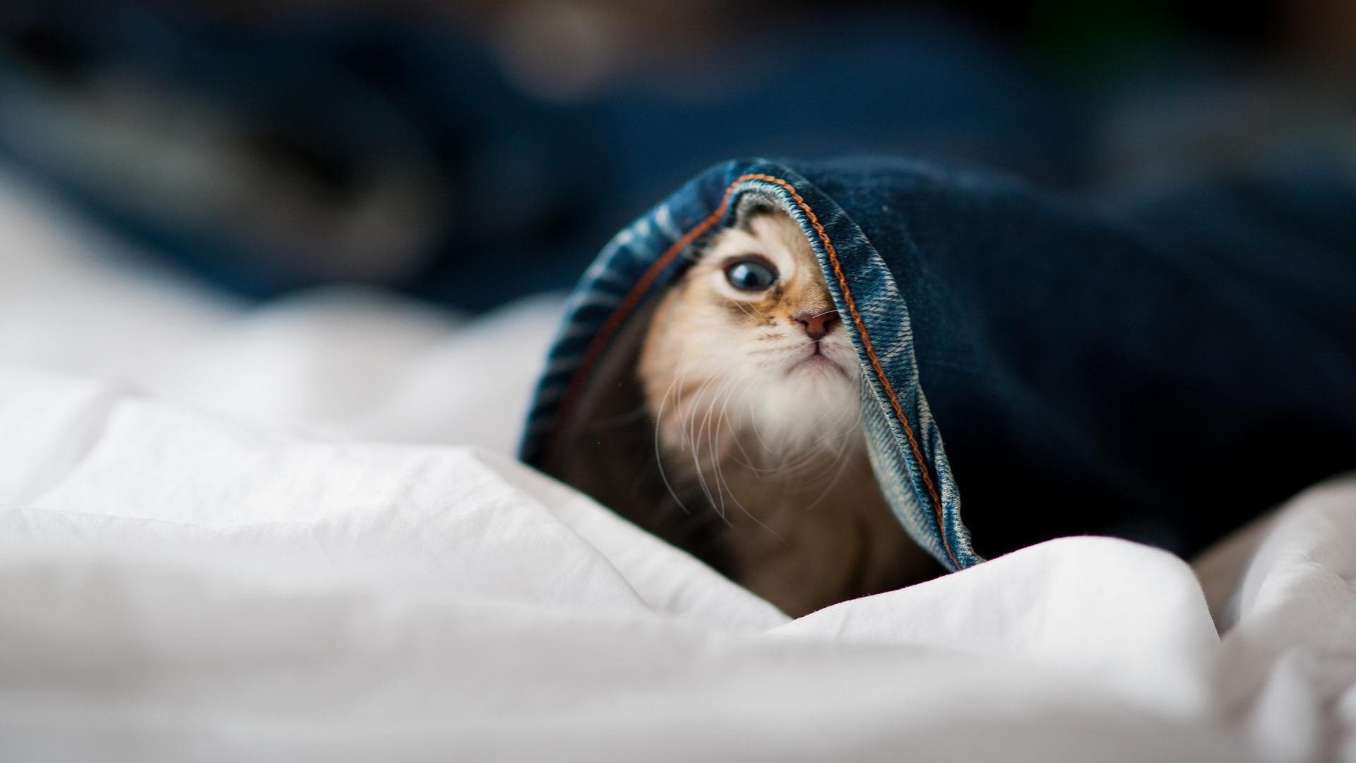 暗夜执棋者，当乔治的指尖划过欧冠半决赛的天穹