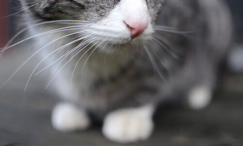 铁闸与洪流，奥纳纳一夫当关，葡萄牙巨浪冲垮牙买加